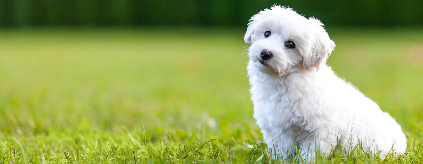 Mini dog breeders near hot sale me